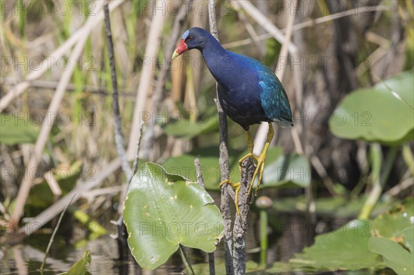 American purple gallinule