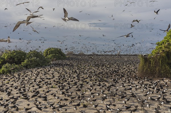 Russian Tern