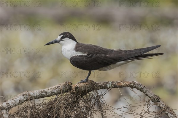 Russian Tern