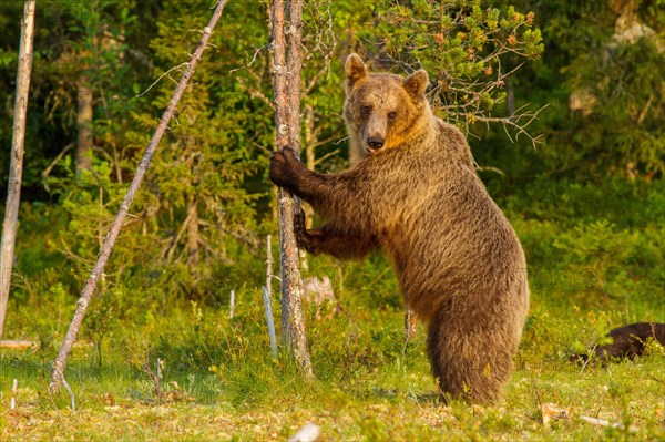 European Brown bear
