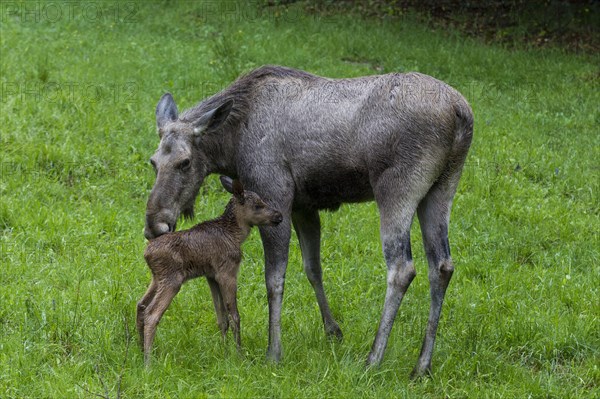 Elk