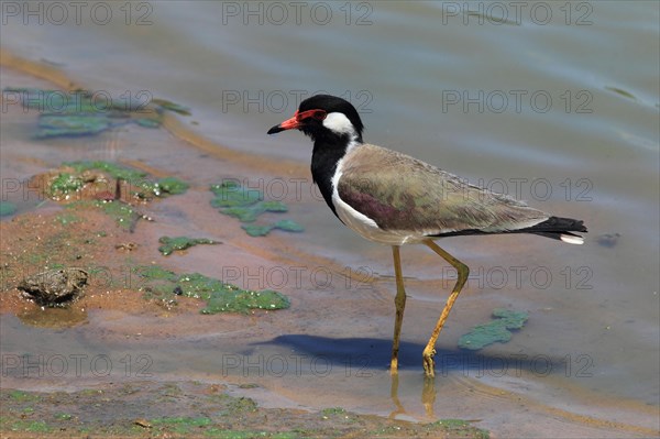 Red-wattled Lapwing