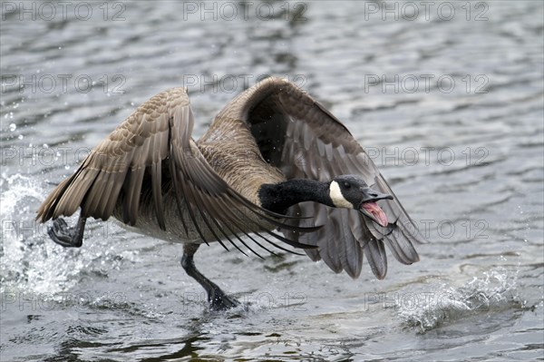 Canada goose