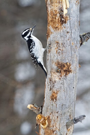 Hairy woodpecker