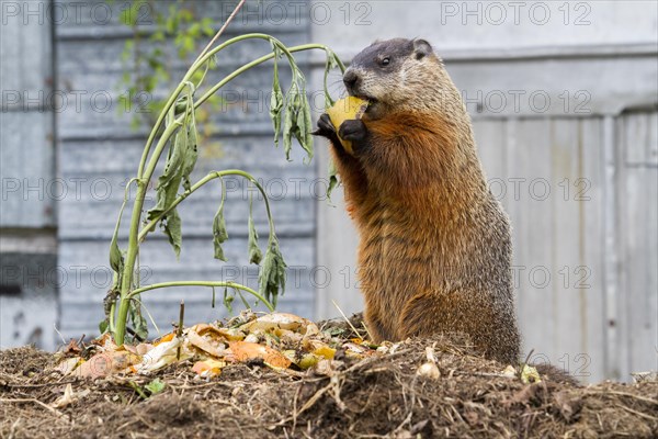 Groundhog feeding on a compost heap