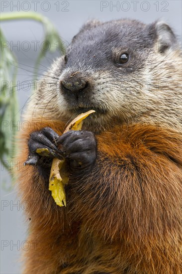 Groundhog feeding