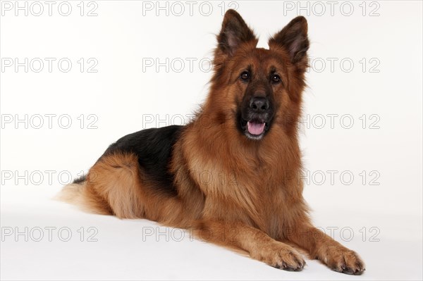 Old German Shepherd Dog