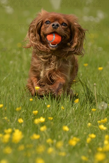 Cavalier King Charles Spaniel