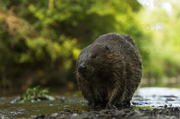 European beaver