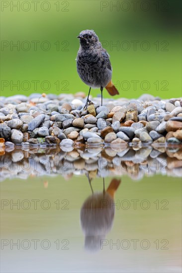 Black redstart