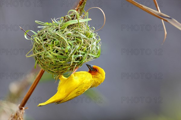 Eastern Golden Weaver