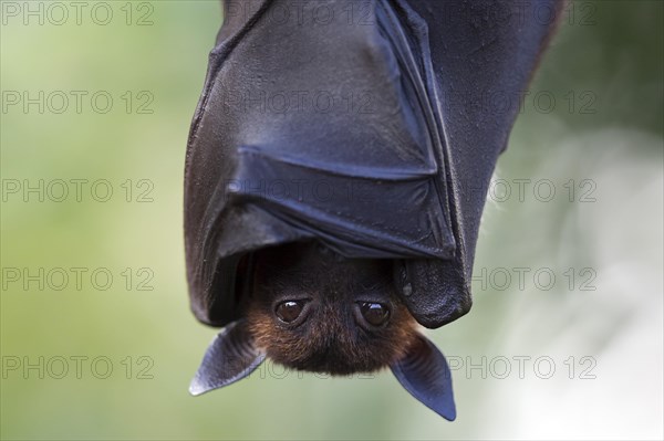 Indian Flying Fox