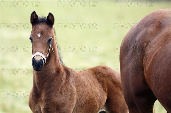 English thoroughbred horse