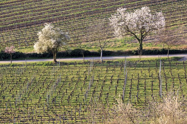 Almond tree