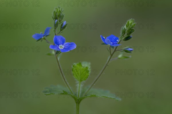 Wood Forget-me-not