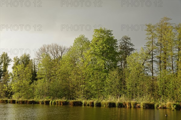 Small lake in the conservation area Schwalm-Nette