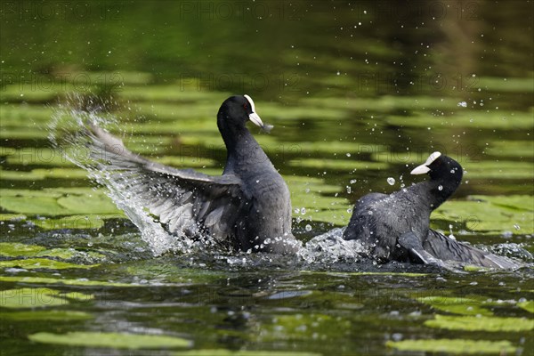 Fighting eurasian coots