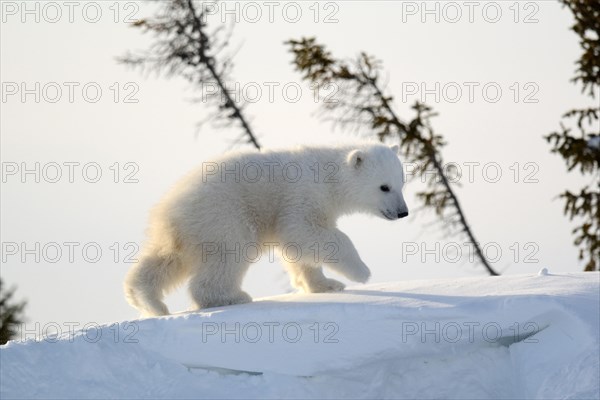 Polar bear