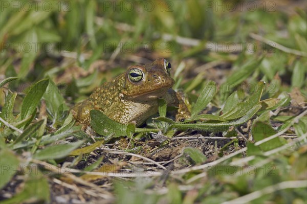 Natterjack Toad