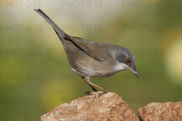 Sardinian Warbler