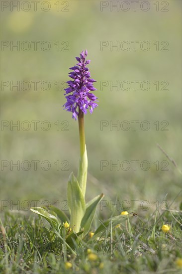 Early purple orchid