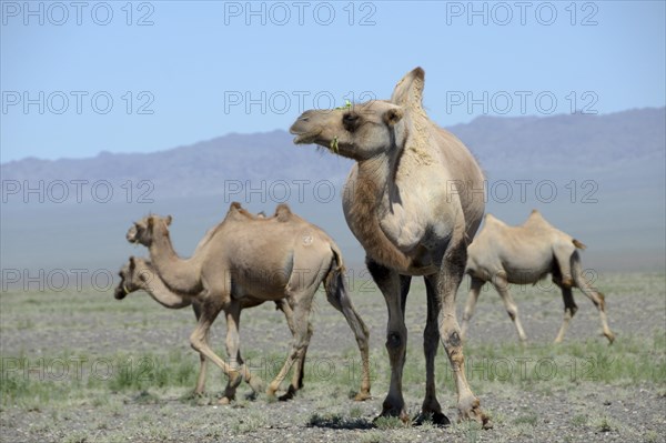 Bactrian camels