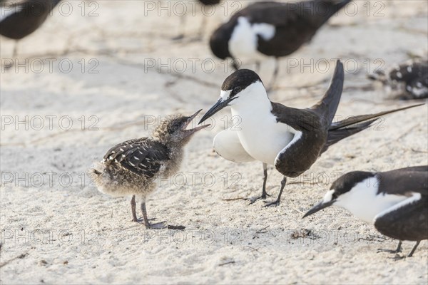 Russian Tern