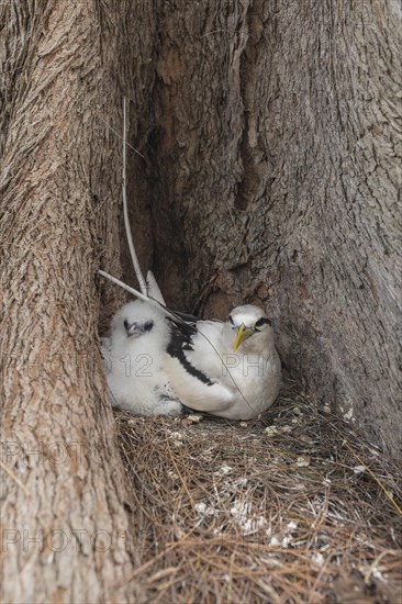 White-tailed tropicbird