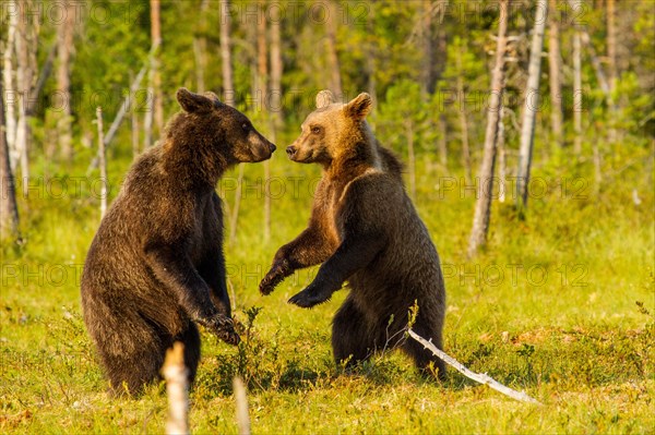 European Brown bear