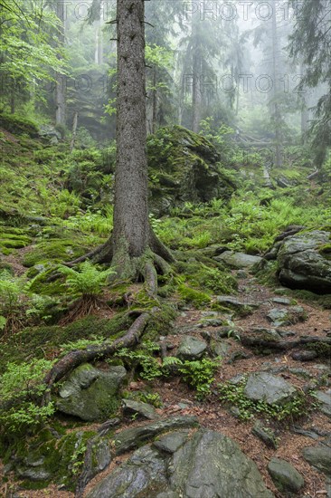 Primeval forest in Hoellbachgespreng