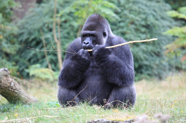 Western lowland gorilla