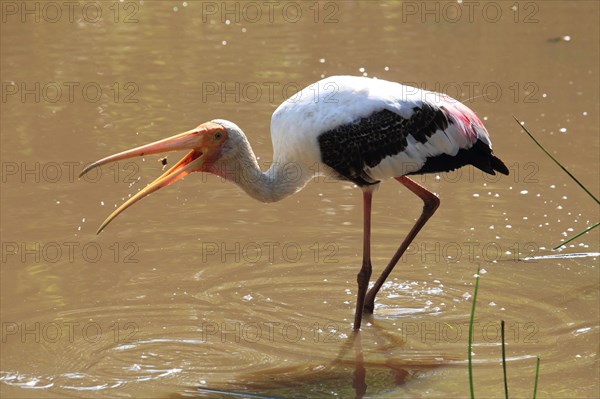 Painted stork