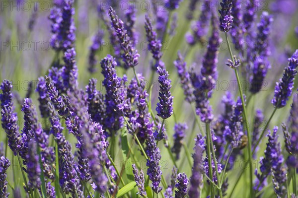 Lavender fields near Sault