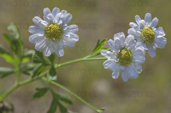 Feverfew