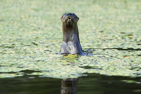 North American river otter