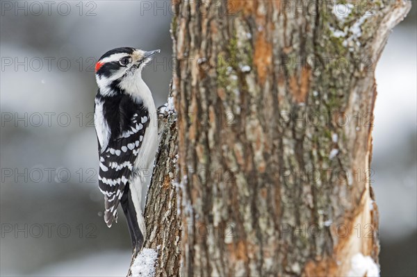 Downy woodpecker