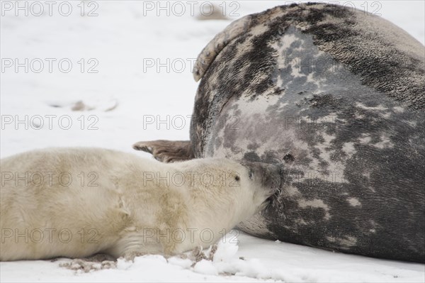 Grey Seal