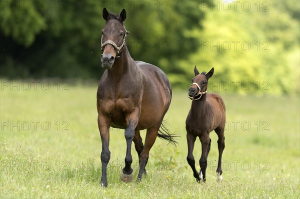 English thoroughbred