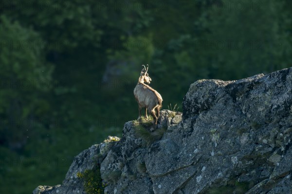 Chamois