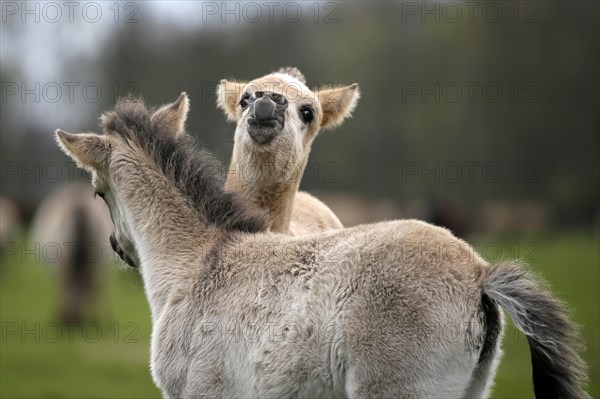 Wild Horse Duelmen