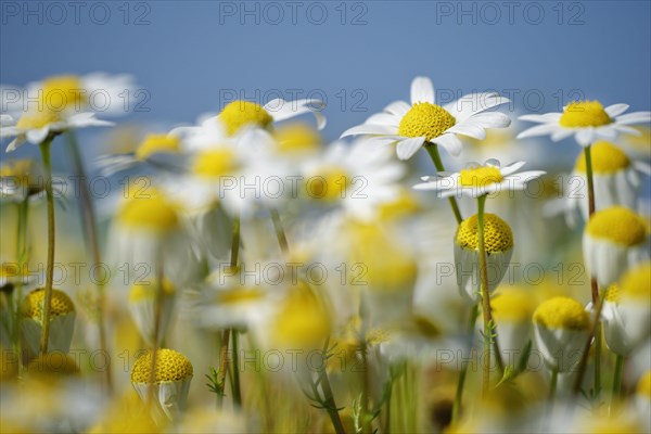 Scentless mayweed