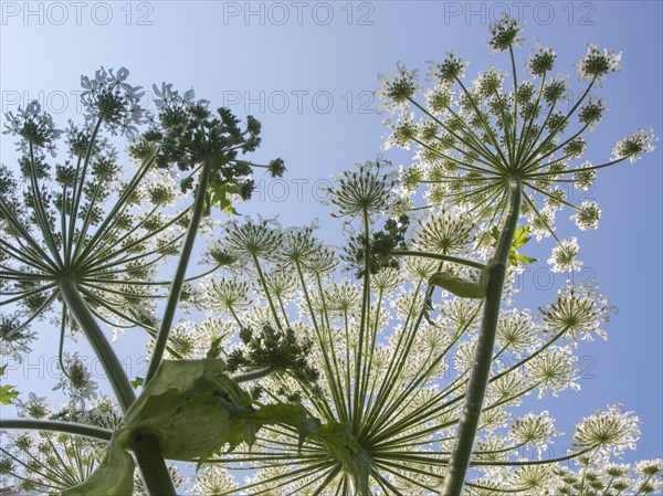 Giant hawkweed