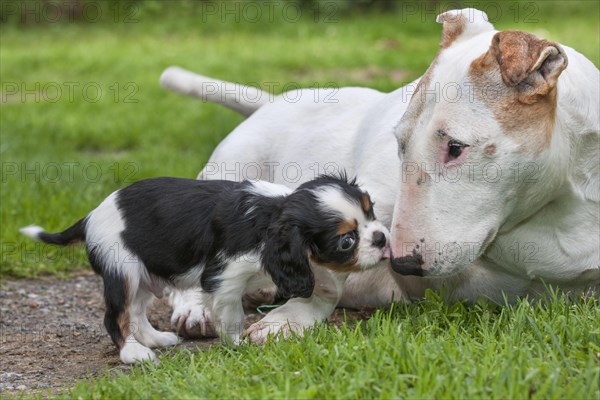 Bull terrier and Cavalier King Charles spaniel