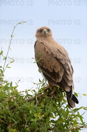 Tawny eagle