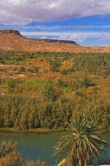 Tafilalet Oasis