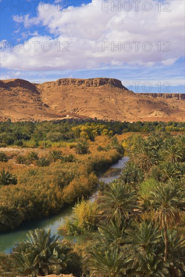 Tafilalet Oasis