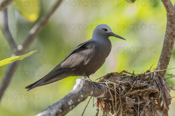 Slender-noddy tern