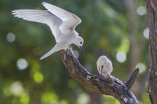 White tern