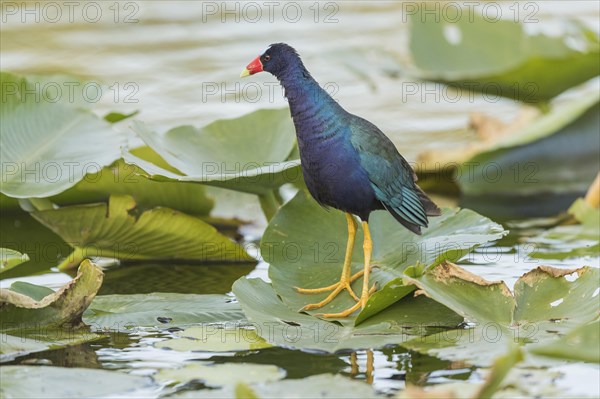 American purple gallinule