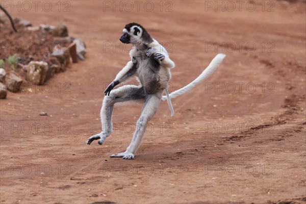 Verreaux's sifaka